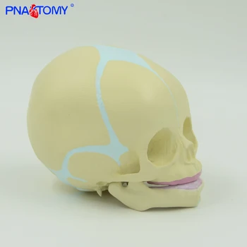 1:1 Žmogaus Vaisiaus Baby Kūdikių Medicinos Kaukolės Anatomijos Skeleto Modelis Medicinos Mokslų Mokymo Reikmenys
