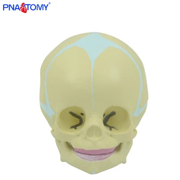 1:1 Žmogaus Vaisiaus Baby Kūdikių Medicinos Kaukolės Anatomijos Skeleto Modelis Medicinos Mokslų Mokymo Reikmenys