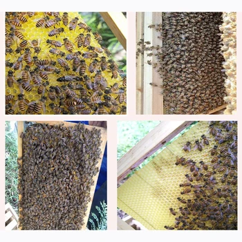 10 Vnt bičių vaškas fondas bitininkystės medaus avilys rėmo priemonės, bičių medaus korio rėmo doundation už bitininkas