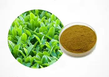 100/500/1000g Žaliosios arbatos ekstrakto, 80% catechin, antioksidantas, energetikos, polifenolių, EGCG