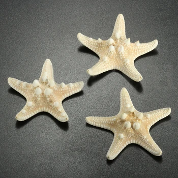 12 x Balta Knobby Žvaigždė 5cm -7cm Jūros Žvaigždė 