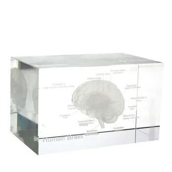 3D Žmogaus Anatomijos Modelis Prespapjė Lazeriu Išgraviruotas Smegenų Krištolo Stiklo Kubas Anatomija Proto Neurologijos Mąstymo Medicinos Mokslo Dovana