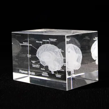 3D Žmogaus Anatomijos Modelis Prespapjė Lazeriu Išgraviruotas Smegenų Krištolo Stiklo Kubas Anatomija Proto Neurologijos Mąstymo Medicinos Mokslo Dovana