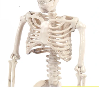 40 cm žmogaus Anatomijos Anatomija Skeletas Helovinas Parduotuvė Namų Dekoracijos, Rekvizitas, Visos Žmogaus Kūno kaulų Skeleto Modelis komisija