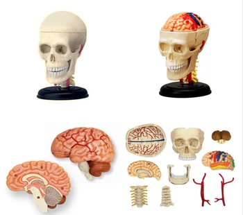 4d Kaukolė žmogaus anatomijos anatomijos modelis replika kaukolės kaulų smegenų kūno organų modelis medicinos prekės ir įranga