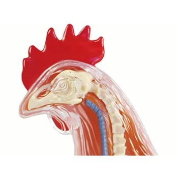 4D Vištienos Žvalgybos Montavimas Žaislas Gyvūnų Organų Anatomijos Modelis Medicinos Mokymo 
