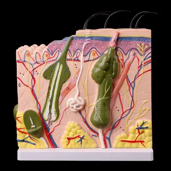 50X Trijų matmenų Žmogaus Odos Struktūros Modelis Blokuoti Išsiplėtusios Plastinės Anatomijos Anatomijos Mokymo Priemonė