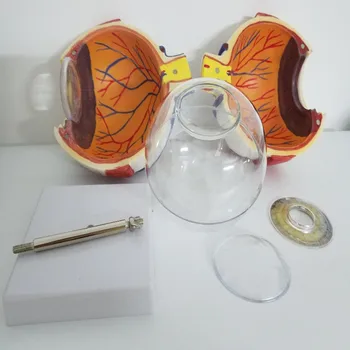 6X Dismountable akies anatomijos modelis 8-Dalis PVC Žmogaus akis Anatomijos Modelis, Medicinos įranga, Oftalmologija edu