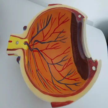 6X Dismountable akies anatomijos modelis 8-Dalis PVC Žmogaus akis Anatomijos Modelis, Medicinos įranga, Oftalmologija edu