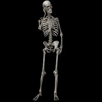 90cm Patvarus Modeliavimas Žmonėms Skeletas Ornamentu Halloween Party Bar Haunted House Rekvizitai Namų Puošybai