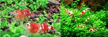 Akvariumas raudona bičių krevečių štapelio dieta, nedidelių atogrąžų granulės lėtai nuskendo vandenyje pleco apačioje, žuvų maisto, pašarų Shirakura Krevečių
