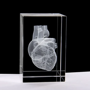 Crystal 3D Lazeris Širdies Anatomija Modelis Kubo Miniatiūrinės Figūrėlės Ligoninės Ekranas Suvenyrai