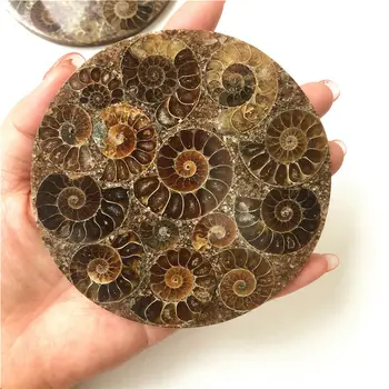 Didmeninė 1PC 10cm Ammonite Iškastinio Gabalas Plokštė 