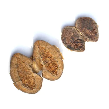 Didmeninė Natūrali Žuvų Ammonite Fosilijos Amatų Ornamentu