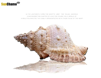 Gamtos Myli Shell Natūralus Didelių Varlė Natūralus Šeimos Dekoracijos, Jūrų Vėjo Viduržemio Jūros Šalių Ornamentais Jūros Sraigė Egzempliorių Amatai