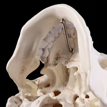 Gyvenimo Dydžio Žmogaus Kaukolės Modelis Anatomijos Anatomija Medicinos Mokymo Skeletas Galvos Mokosi Mokymo Reikmenys