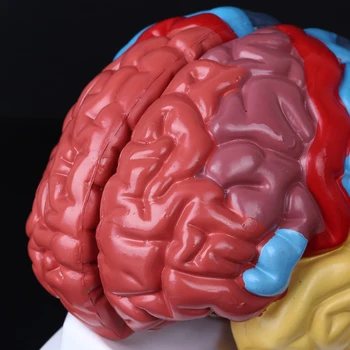 Gyvenimo Dydžio Žmogaus Smegenų Funkcinės Srities Modelis Anatomijos Mokslo Klasėje Tyrimo