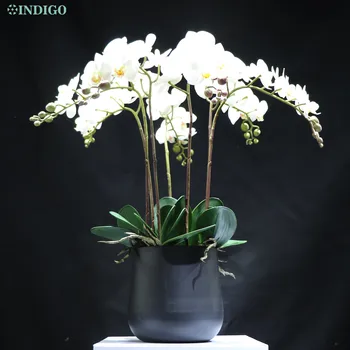 INDIGO-Baltas Drugelis Orchidėja (1 Komplektas 7Pcs Orchidėja+5vnt Lapai+Puodą), 