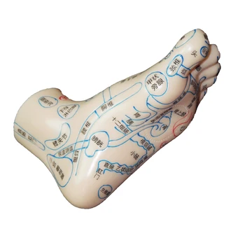 Kinų Medicina Užrašu Pedikiūro Akupunktūra Taškų Atspindys Plotas Padais Pėdų Masažas Modelio Koja Taško Acupoi 1 Pora