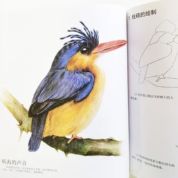 Lygiosios Gražus Paukščių Spalvotu Pieštuku Žingsnis po žingsnio Vadovas, Knyga Pradedantiesiems Meno Knygoje Kinų Versija 32 Rūšių Paukščiai