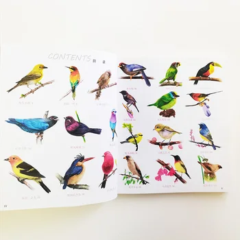 Lygiosios Gražus Paukščių Spalvotu Pieštuku Žingsnis po žingsnio Vadovas, Knyga Pradedantiesiems Meno Knygoje Kinų Versija 32 Rūšių Paukščiai