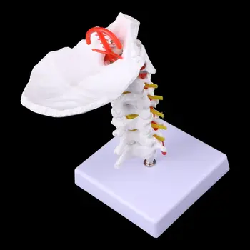 Medicinos rekvizitai modelis Nemokama pašto Kaklo Slankstelio Arteria stuburo Nervai ir Stuburo Anatomijos Modelis Life Dydis