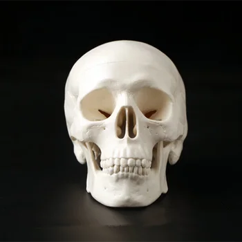 Mini Kaukolė Žmogaus Anatomijos Anatomija Galvos Medicininis Modelis, Patogus 92x99x71mm