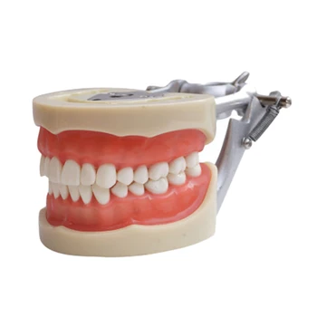 Mokymo Modelį Dantų Modelį, Stomatologas, Bendrauti su Pacientais Standartas Dantų Modeliai su 28 Dantis ir Minkšta Guma