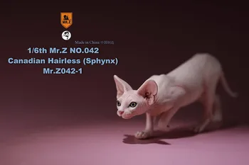Mr. Z Nr. 040-BS 1/6 Masto Kanados Beplaukiai katė sfinksas imitavimo modelį žaislas gyvūnų statinio modelį, 12 