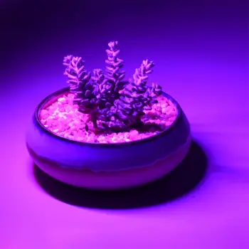 Namų Patalpų Šiltnamio efektą sukeliančių USB LED Augalų Auga Šviesos Stalas Augalų Augimo Lempos phytolamp augalai, gėlių sėklos auga palapinė smulkūs įrankiai