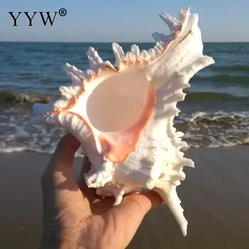 Natūralios Jūros Kriauklės Mare Didelį Shell Jūrų Dekoro Schelpen Conchas Coquillage Šiuolaikinio Namų Dekoro Priedai Hogar Paplūdimys Dekoro