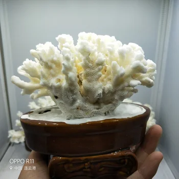 Natūralių Koralų Medžio Balti Koralai Akvariume Kraštovaizdžio Namų Dekoravimo Papuošalai Namuose ar vestuvių dekoravimas