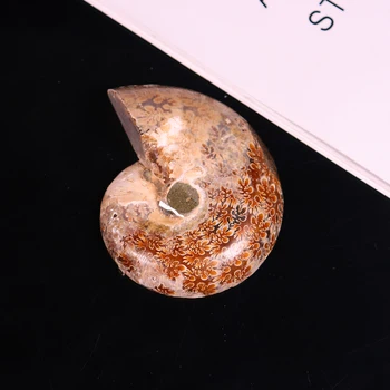 Natūralus Akmuo Kristalas Myli fosilijos Raw rūdos standartas ornamentu studentų Mokymo surinkimo Mėgėjams