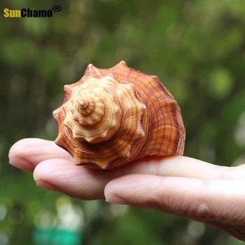Naujas Mados Gamtos Myli Shell Raudonosios Jūros Sraigė Akvariumo Dekoracija Scenoje Žuvų Kledaras Micro-kraštovaizdžio Kūrybos Dovanos Egzempliorių Dovanų