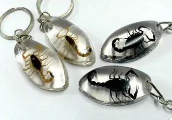 Nemokamas pristatymas 12 keychain gamtos juodojo aukso skorpionas skaidriu ovalo formos stiliaus papuošalai