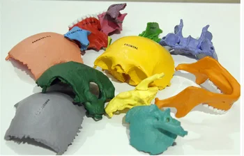 Originalus spalvų Fluorescencinės chromatines kaulų 4d meistras įspūdį Surinkimo žaislas žmogaus kūno organų anatomijos modelis medicinos mokymo