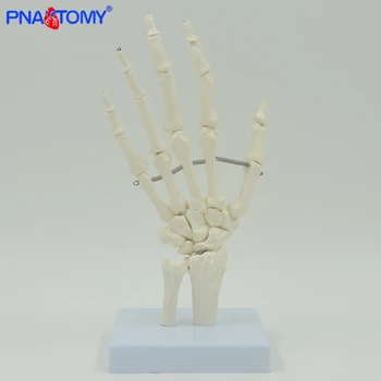 PNATOMY gyvenimo dydis lankstus vertus, bendras modelio rankos kaulų anatomijos modelis piršto, plaštakos kaulų skeleto medicinos mokymo priemonė