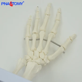 PNATOMY gyvenimo dydis lankstus vertus, bendras modelio rankos kaulų anatomijos modelis piršto, plaštakos kaulų skeleto medicinos mokymo priemonė