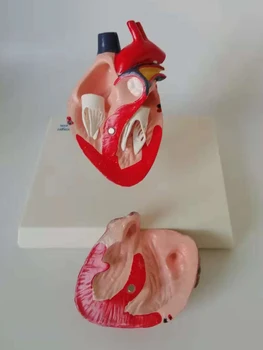Šunų Šunų Širdies Anatomijos Modelis Canidae Augintiniai Veterinarijos Mokymo Priemonių