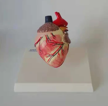 Šunų Šunų Širdies Anatomijos Modelis Canidae Augintiniai Veterinarijos Mokymo Priemonių