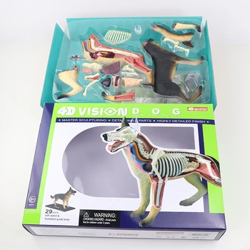 Šuo 4d meistras įspūdį Surinkimo žaislas Gyvūnų Biologija organų anatomijos modelis medicinos mokymo modelį