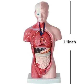 žmogaus Anatomija Anatomijos režimas Liemens, Kūno Modelis žmogaus kūno Organų Skeleto Anatomiją plakatai manikins kūno žaislas medicinos reikmenys