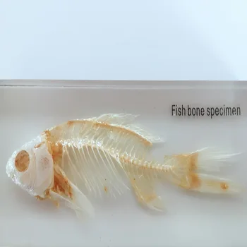 Žuvies Skeletas Įterptųjų Pavyzdys Skaidrios Dervos Nekilnojamojo Žuvų Kaulai, Gyvūnų Skeletas Pavyzdžio Modelį, Biologijos, Anatomijos Mokymo Priemonių