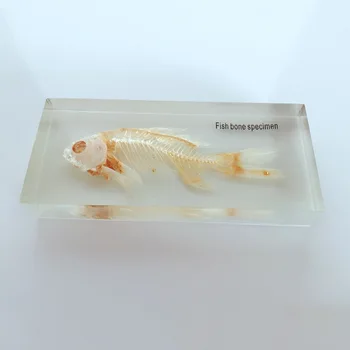 Žuvies Skeletas Įterptųjų Pavyzdys Skaidrios Dervos Nekilnojamojo Žuvų Kaulai, Gyvūnų Skeletas Pavyzdžio Modelį, Biologijos, Anatomijos Mokymo Priemonių